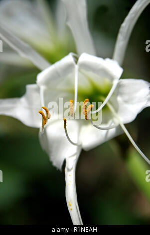 Close up blanc de printemps fleur fleur Banque D'Images