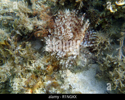 Sabellidae dans les régions tropicales de l'océan de la Thaïlande Banque D'Images