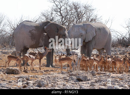 La faune de l'Afrique - une paire d'éléphants africains adultes holding tribunal avec une variété d'animaux, Etosha National Park, Namibie, Afrique Banque D'Images