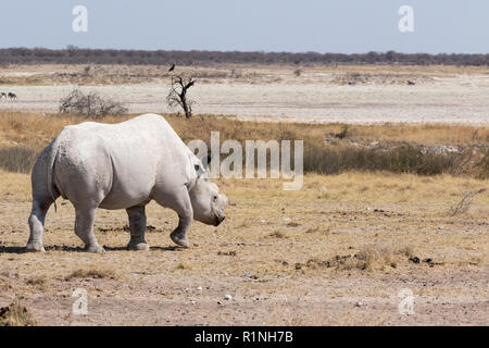 Espèces en danger - un adulte, le rhinocéros blanc Ceratotherium simum , exemple d'animaux en voie de disparition, randonnée pédestre dans le parc national d'Etosha, Namibie, Afrique du Sud Banque D'Images