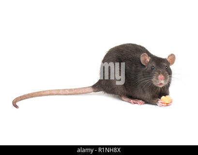 Rat gris pattes tenant de morceau de fromage sur fond blanc Banque D'Images