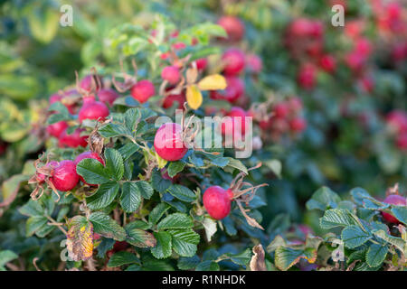 Fru dagmar hastrup Rosa. Rugosa rose hips en septembre. UK Banque D'Images