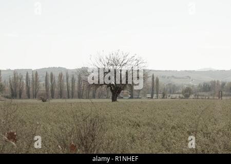Arbre sans feuilles isolées dans la campagne italienne (Pesaro, Italie, Europe) Banque D'Images