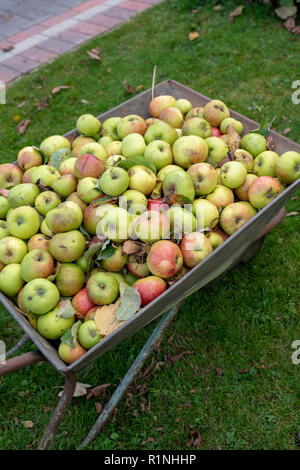 Brouette pleine de pommes cueillies en automne. UK Banque D'Images