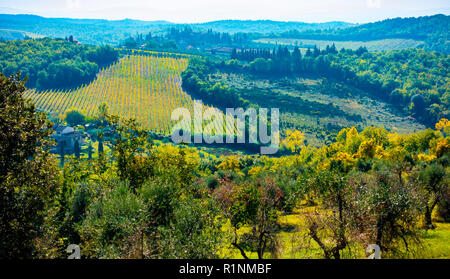 Vue sur les collines couvertes d'oliviers et vignobles autour de San Donato, Tavarnelle Val di Pesa, Toscane, Italie Banque D'Images