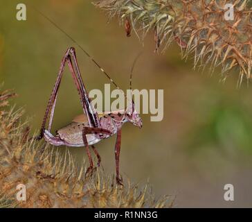 Un brun rougeâtre Katydid Bush assis sur une fleur de trèfle incarnat mourant dans le chaud soleil du printemps de l'après-midi. Banque D'Images