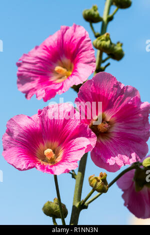 Fleurs mauve close up Banque D'Images
