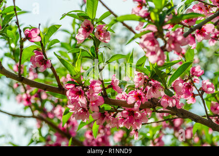 Les fleurs du pommier japonais sur les branches au printemps Banque D'Images