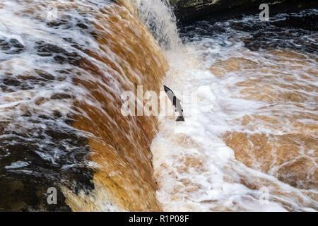 Le saut du saumon à la rivière Ribble Stainforth Yorkshire du Nord. La fin septembre est généralement le meilleur moment pour observer les saumons sautant, Banque D'Images