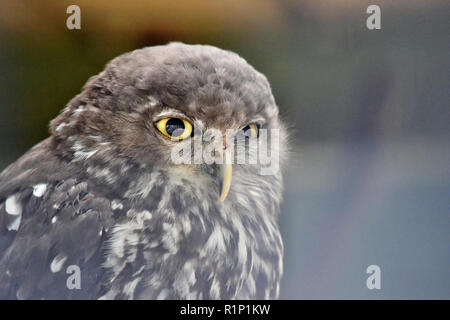 Portrait of cute owl (Ninox boobook australienne) à gros yeux dans Parc National de Noosa, Queensland, Australie Banque D'Images