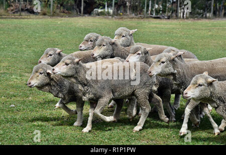 Groupe de marche des moutons dans une ferme à Sunshine Coast, Queensland, Australie Banque D'Images