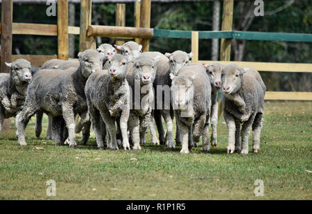 Groupe de marche des moutons dans une ferme à Sunshine Coast, Queensland, Australie Banque D'Images