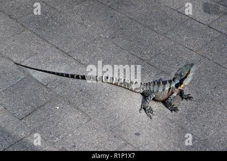 Le lézard australien est de dragon d'eau ( Physignathus lesueurii) sur la chaussée dans le centre-ville de Brisbane, Queensland, Australie Banque D'Images