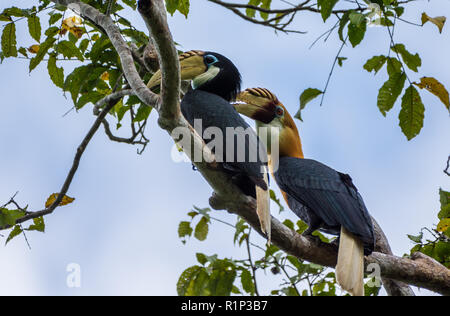 Une paire de la Blyth (Rhyticeros plicatus Calao) perché sur un arbre. L'île de Waigeo, Raja Ampat, en Indonésie. Banque D'Images