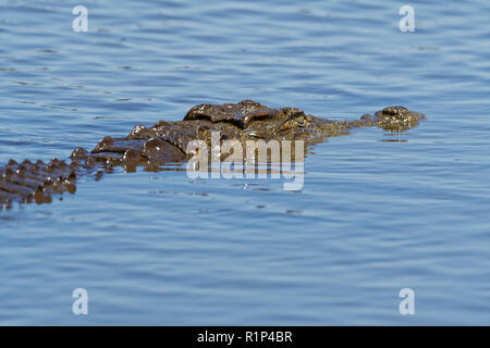 Le crocodile du Nil (Crocodylus niloticus) dans l'eau, barrage au coucher du soleil, Parc National Kruger, Mpumalanga, Afrique du Sud, l'Afrique Banque D'Images