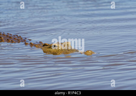 Le crocodile du Nil (Crocodylus niloticus) dans l'eau, barrage au coucher du soleil, Parc National Kruger, Mpumalanga, Afrique du Sud, l'Afrique Banque D'Images