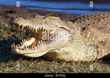 Le crocodile du Nil (Crocodylus niloticus), d'ouvrir grand la bouche béante pour la thermorégulation, sur la banque, Coucher de Dam, Kruger National Park, Afrique du Sud,Afrique Banque D'Images