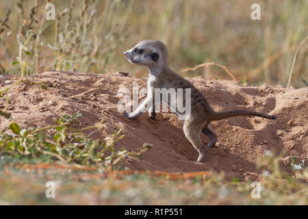 Meerkat (Suricata suricatta), jeune homme à burrow, looking out, alerte, Kgalagadi Transfrontier Park, Northern Cape, Afrique du Sud, l'Afrique Banque D'Images