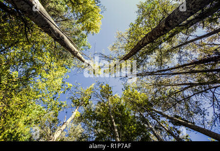 Vue de dessous de grands et vieux arbres de la forêt vierge vivace de la Isla Margarita (Constantina) parc naturel, province de Séville, Espagne. Bl Banque D'Images