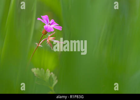 Herb Robert (Geranium robertianum) floraison. Powys, Pays de Galles. Mai. Banque D'Images