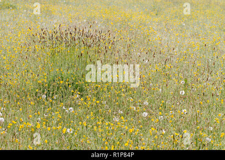 Hay meadow sur une ferme biologique avec Prairie floraison renoncules (Ranunculus acris) et Timothy-grass (Phleum pratense). Powys, Pays de Galles, mai. Banque D'Images