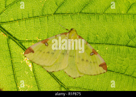 (Opisthograptis luteolata Brimstone Papillon papillon adulte) reposant sur une feuille de hêtre. Powys, Pays de Galles. De juin. Banque D'Images