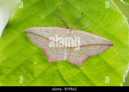 Veine le sang (Timandra comae) adulte reposant sur une feuille de hêtre. Powys, Pays de Galles. De juin. Banque D'Images