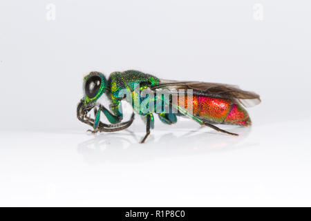 Ruby-tailed wasp (Chrysis sp.) femelle adulte. Insecte photographié sur un fond blanc. Powys, Pays de Galles. De juin. Banque D'Images