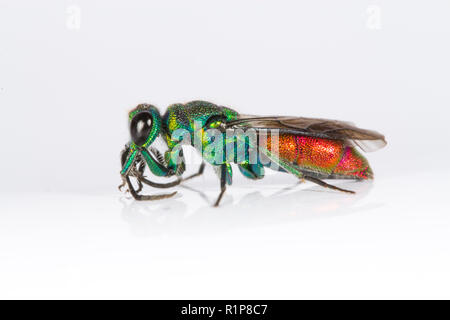 Ruby-tailed wasp (Chrysis sp.) femelle adulte. Insecte photographié sur un fond blanc. Powys, Pays de Galles. De juin. Banque D'Images