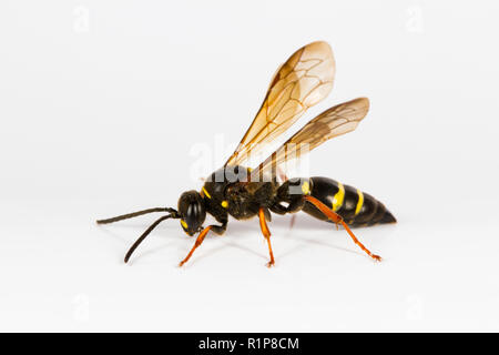 Domaine Digger wasp (Argogorytes mystaceus) femelle adulte. Insecte photographié sur un fond blanc. Powys, Pays de Galles. De juin. Banque D'Images
