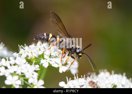Domaine Digger wasp (Argogorytes mystaceus) femelle adulte se nourrit de sol des fleurs dans un jardin. Powys, Pays de Galles. De juin. Banque D'Images