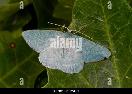 Pseudoterpna pruinata (émeraude de l'herbe) papillon adulte reposant sur des feuilles de lierre. Powys, Pays de Galles. Juillet Banque D'Images