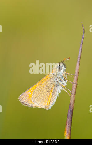 Petite Skipper (Thymelicus sylvestris0 papillon adulte se percher sur un pédoncule rush. Powys, Pays de Galles. Juillet. Banque D'Images