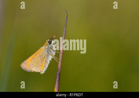 Petite Skipper (Thymelicus sylvestris0 papillon adulte se percher sur un pédoncule rush. Powys, Pays de Galles. Juillet. Banque D'Images