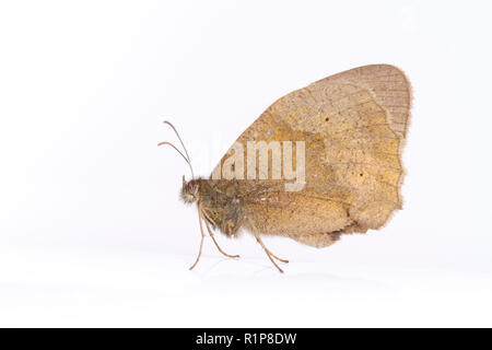 (Maniola jurtina Meadow Brown) papillon adulte. Insectes vivants photographiés sur un fond blanc. Powys, Pays de Galles. Juillet. Banque D'Images