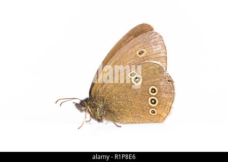 Aphantopus hyperantus) Ringlet (papillon adulte. Insectes vivants photographiés sur un fond blanc. Powys, Pays de Galles. Juillet. Banque D'Images