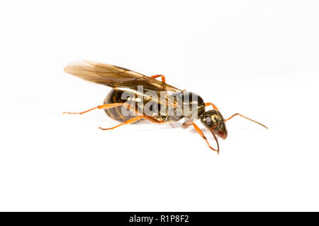 (Formica lemani ant noir ailé) reine adultes ou alate photographié sur un fond blanc. Powys, Pays de Galles. Juillet. Banque D'Images