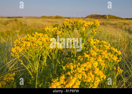 Séneçon commun (jacobaea vulgaris) la floraison avec l'alimentation le cinabre (Tyria jacobaeae) larves. Tywyn Aberffraw dunes, Anglesey, Pays de Galles. Juillet. Banque D'Images