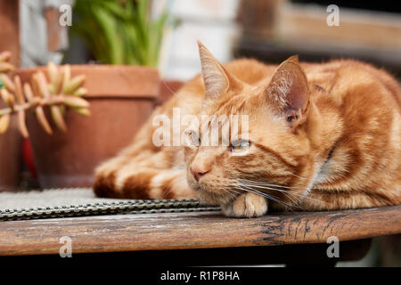 Red ginger tabby chat posant à l'extérieur sur une table en bois. Banque D'Images