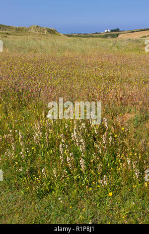 Dune de sable végétalisées et dune slack avec l'habitat des marais floraison Helleborines (Epipactis palustris) et d'autres widflowers. Tywyn Aberffraw, Anglesey, W Banque D'Images