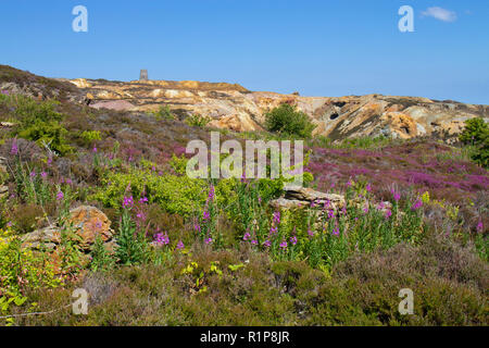 Bruyère cendrée (Erica cinerea) floraison sur la lande à Parys mine de cuivre, la montagne, Holyhead, Anglsey au Pays de Galles. Juillet. Banque D'Images