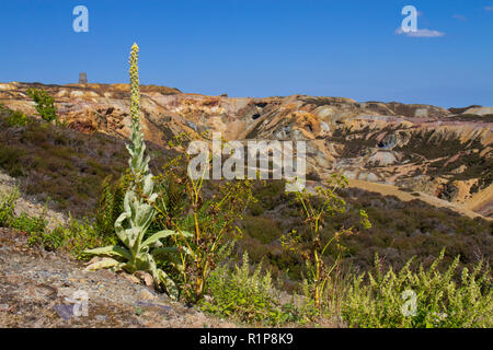 Grande molène (Verbascum thapsus) floraison à Parys mine de cuivre, la montagne, Holyhead, Anglsey au Pays de Galles. Juillet. Banque D'Images