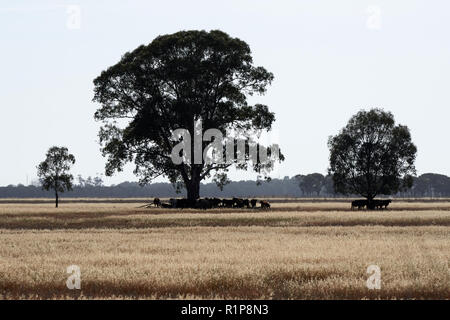 Se mettre à couvert du bétail en vertu de l'eucalyptus dans la brume de chaleur de midi chaud du paysage australien. Banque D'Images