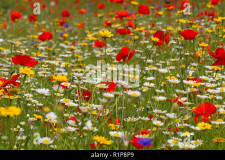 Fleurs Annuelles planté comme un 'champ de fleurs' mélanger dans un jardin. Carmarthenshire, Pays de Galles. Juillet. Banque D'Images