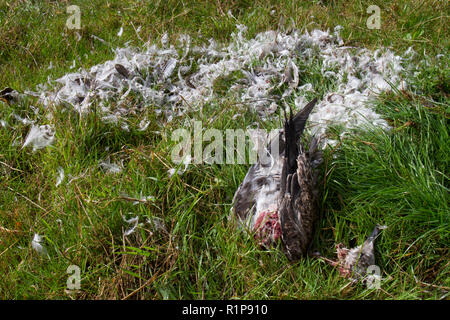 Moindre Goéland marin (Larus fuscus) reste d'un mineur tué et mangé en partie par un oiseau de proie, probablement un Faucon pèlerin (Falco peregrinus) Banque D'Images