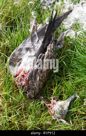 Moindre Goéland marin (Larus fuscus) reste d'un mineur tué et mangé en partie par un oiseau de proie, probablement un Faucon pèlerin (Falco peregrinus) Banque D'Images