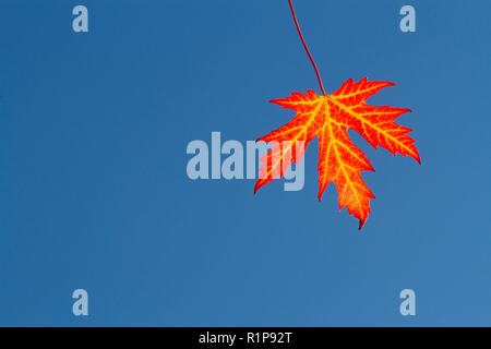 L'érable argenté (Acer saccharinum) seule feuille d'un arbre de jardin sur une branche en automne. Powys, Pays de Galles. Septembre. Banque D'Images