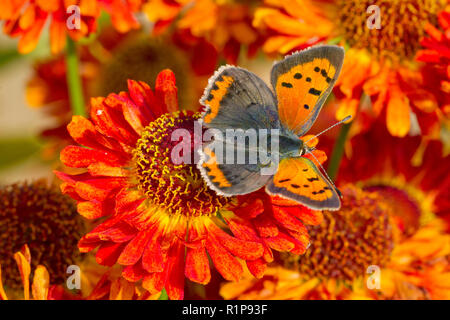 Petite phlaeus (Lycaena) papillon adulte se nourrit de Perrenial tournesol (Helianthus) fleurs dans un jardin. Powys, Pays de Galles. Septembre. Banque D'Images