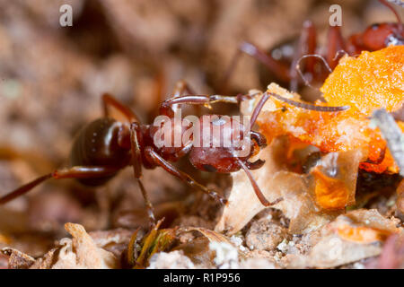 Rouge-sang de esclave Formica sanguinea (Ant) travailleur adulte s'alimentant à l'appât. Herefordshire en Angleterre. Banque D'Images