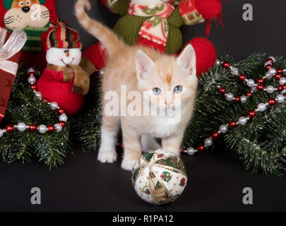 Six semaines kitten Playing with christmas decorations Banque D'Images